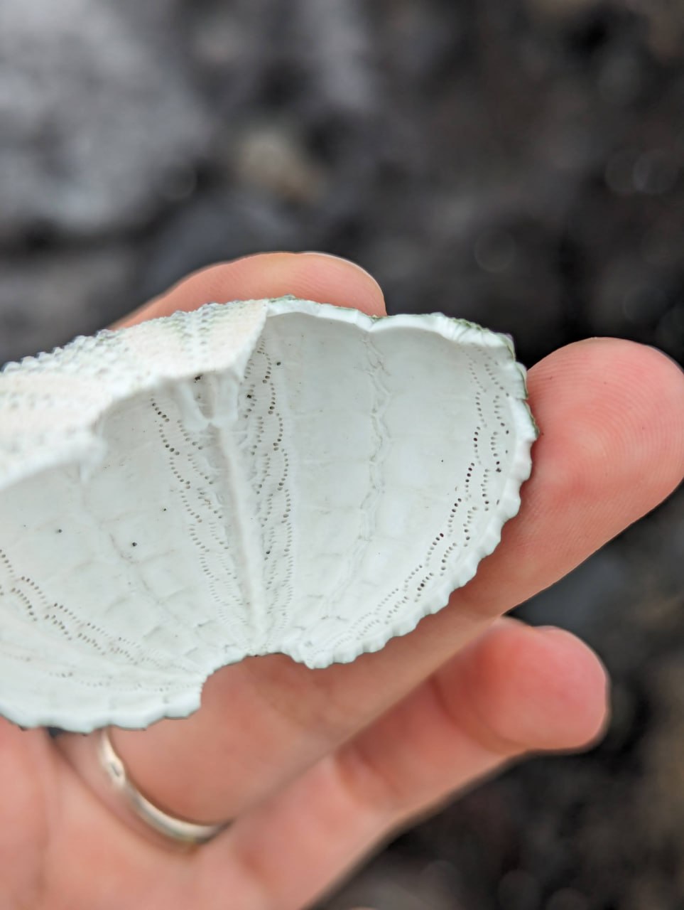 Побережье, ракушки и вулканические камни