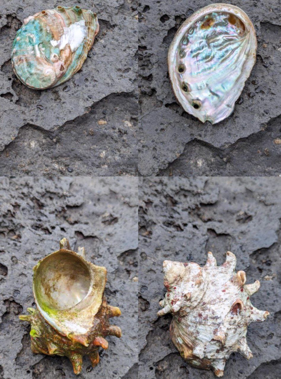 Побережье, ракушки и вулканические камни