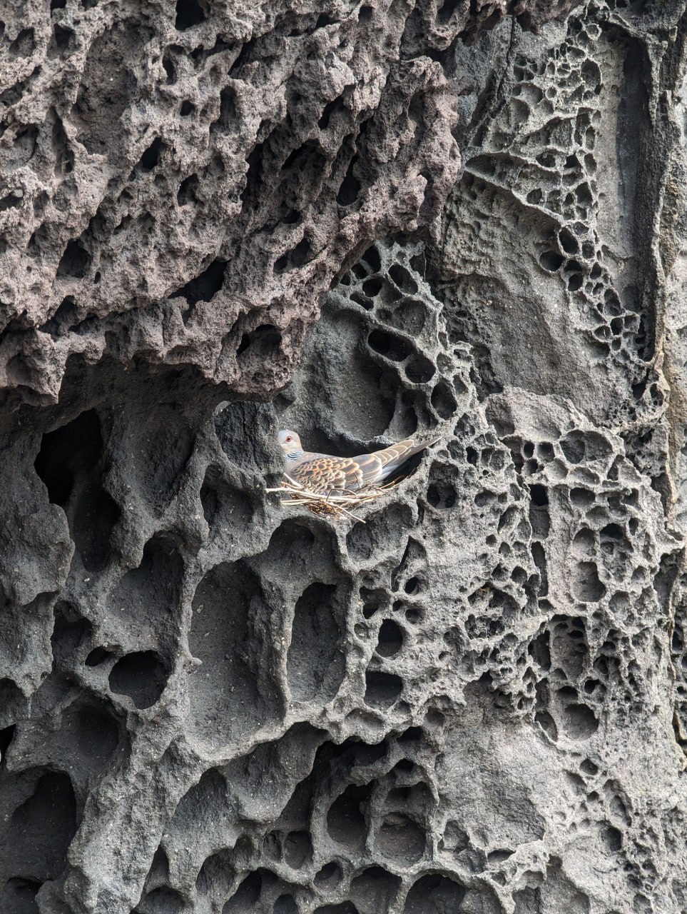 Побережье, ракушки и вулканические камни