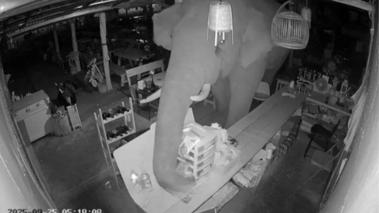 Слон в ресторане ищет еду