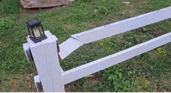 Слон в ресторане ищет еду