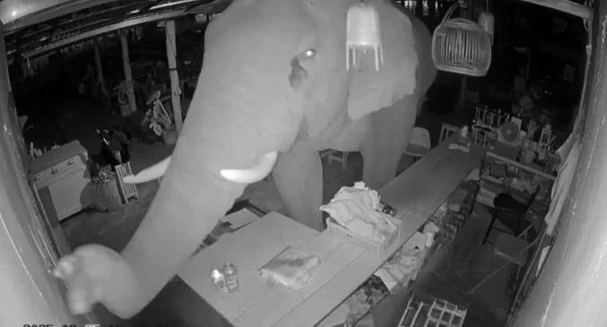 Слон в ресторане ищет еду