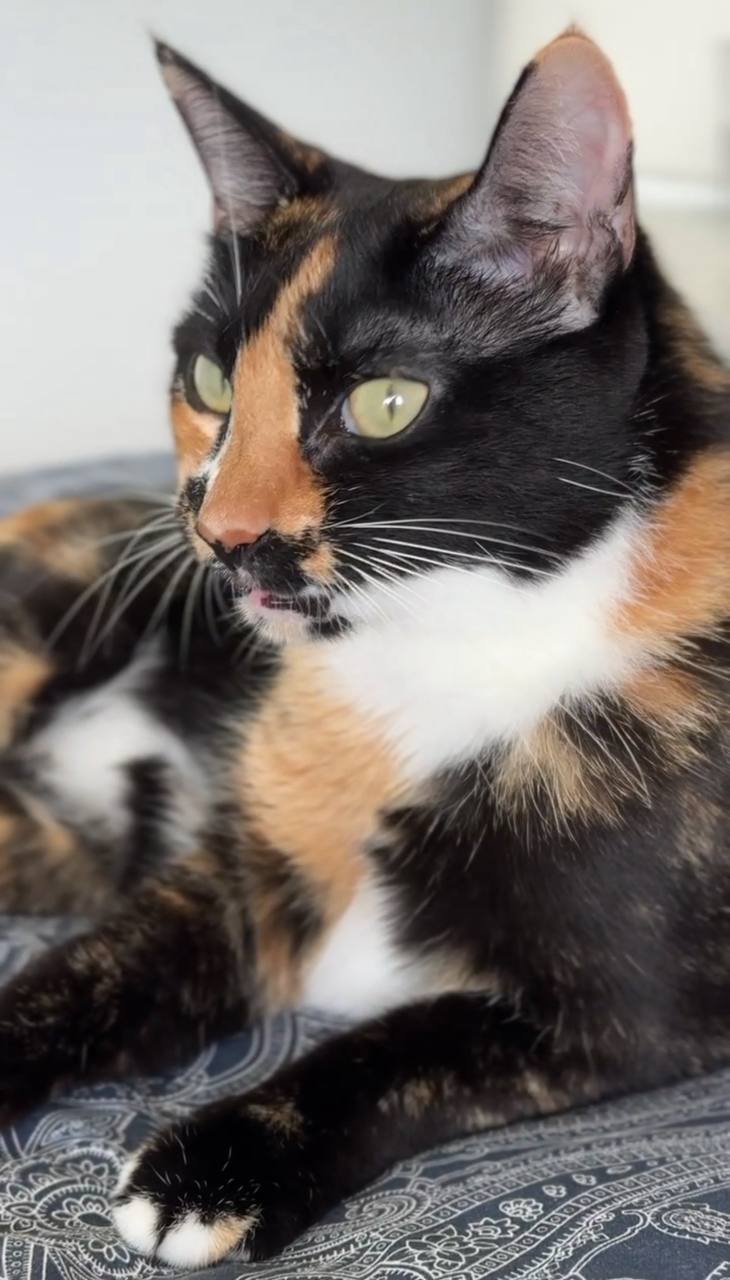 Ищем новый дом для кошечки