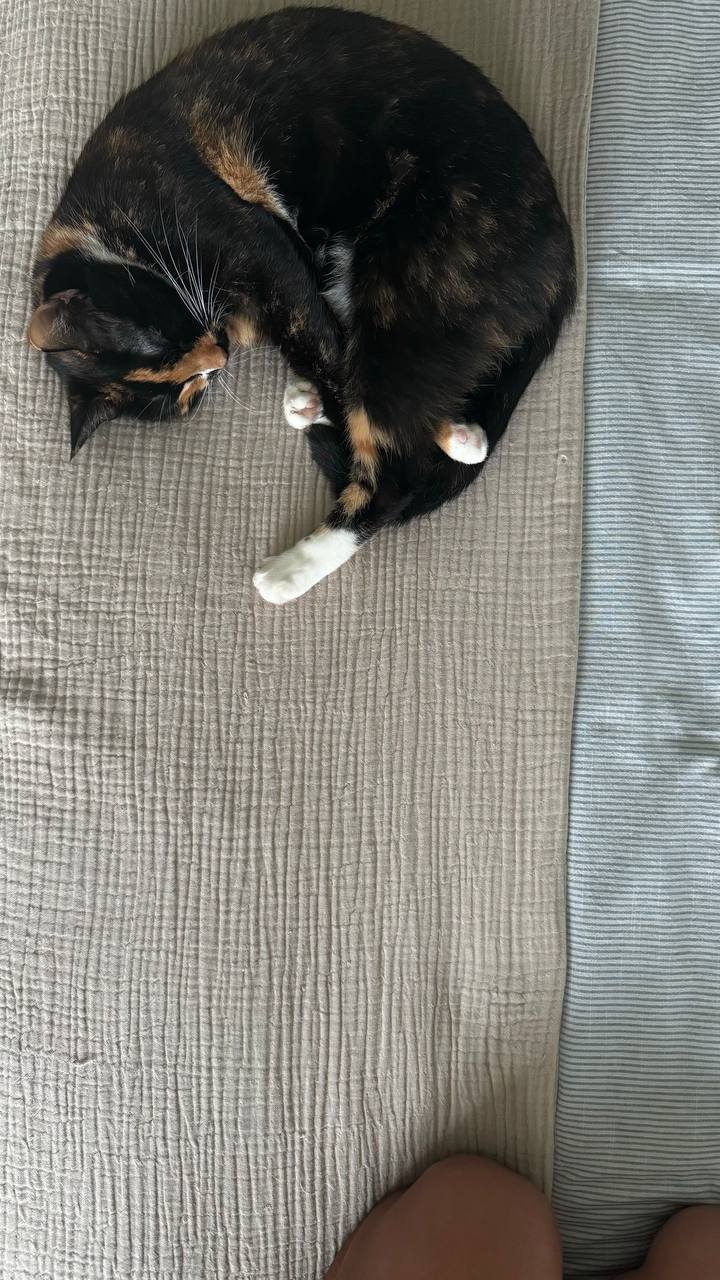 Ищем новый дом для кошечки