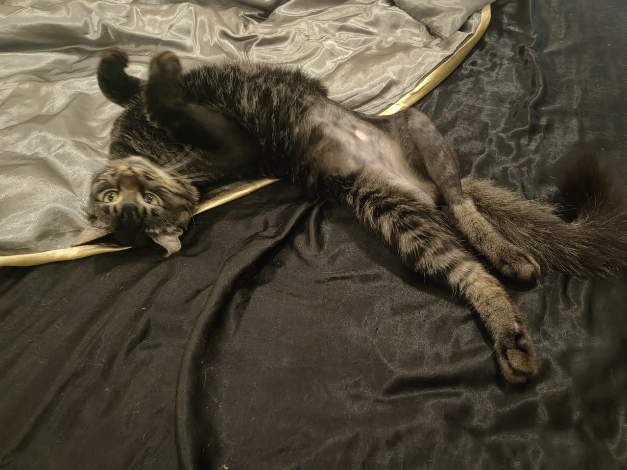 Спасенный котик ищет дом