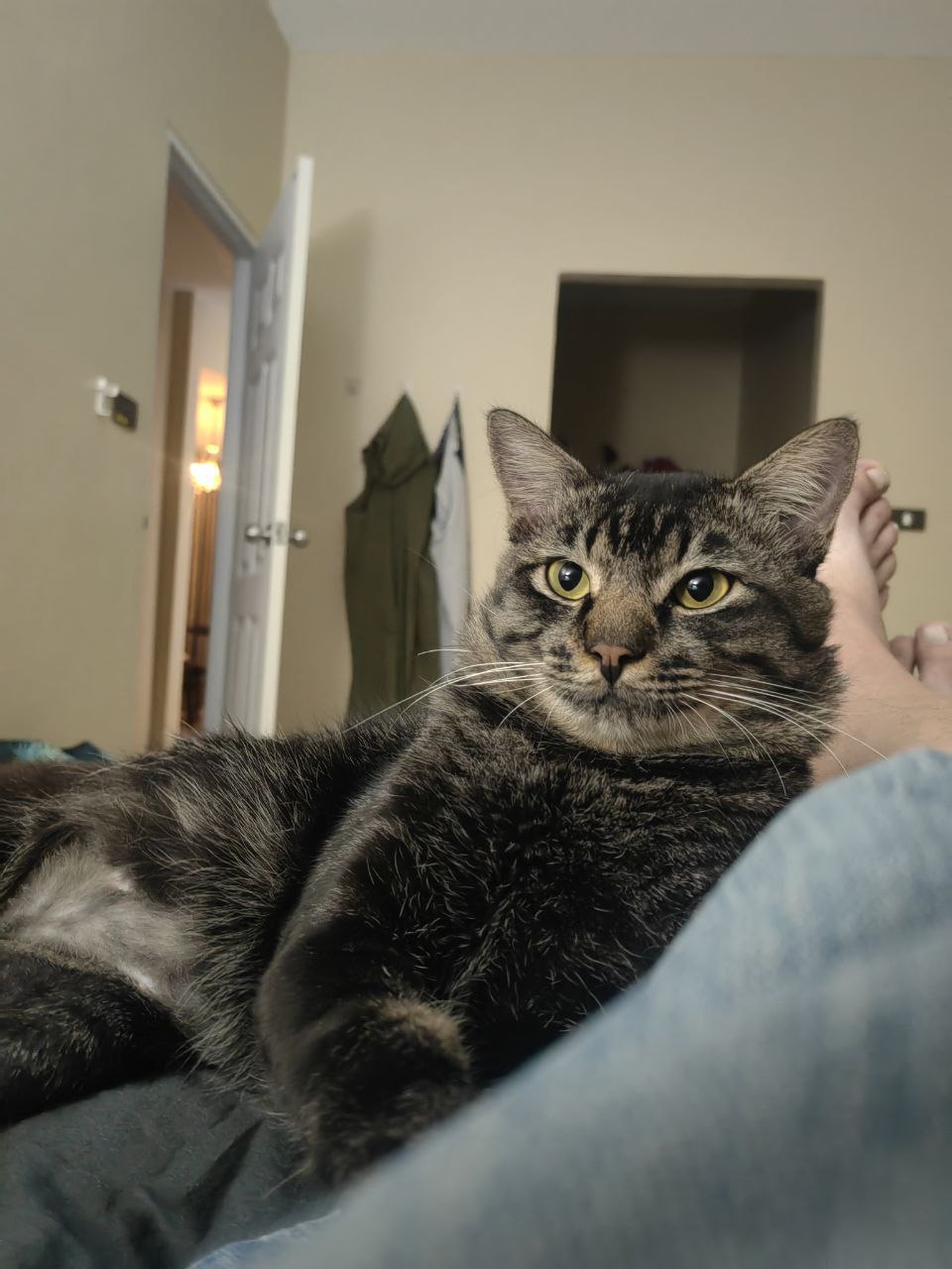 Спасенный котик ищет дом