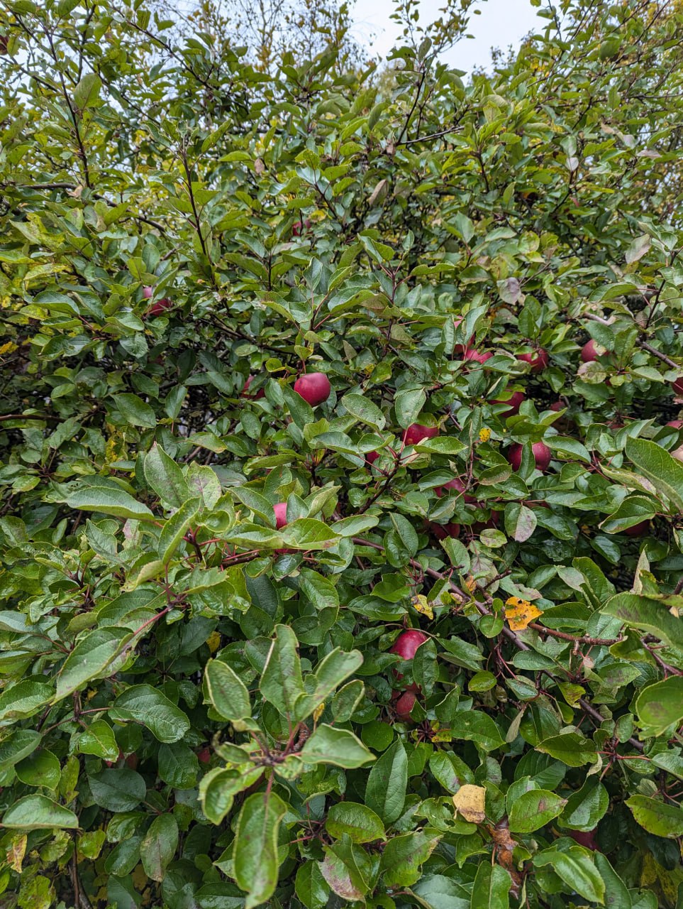 Краткое пребывание в шведской деревне