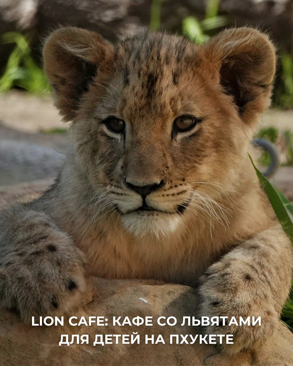 Кафе со львятами для детей на Пхукете