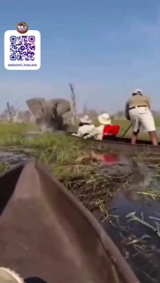 Опасное сафари в Ботсване