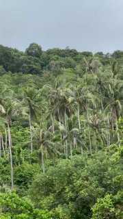 Ваш агрегатор услуг на Пхукете