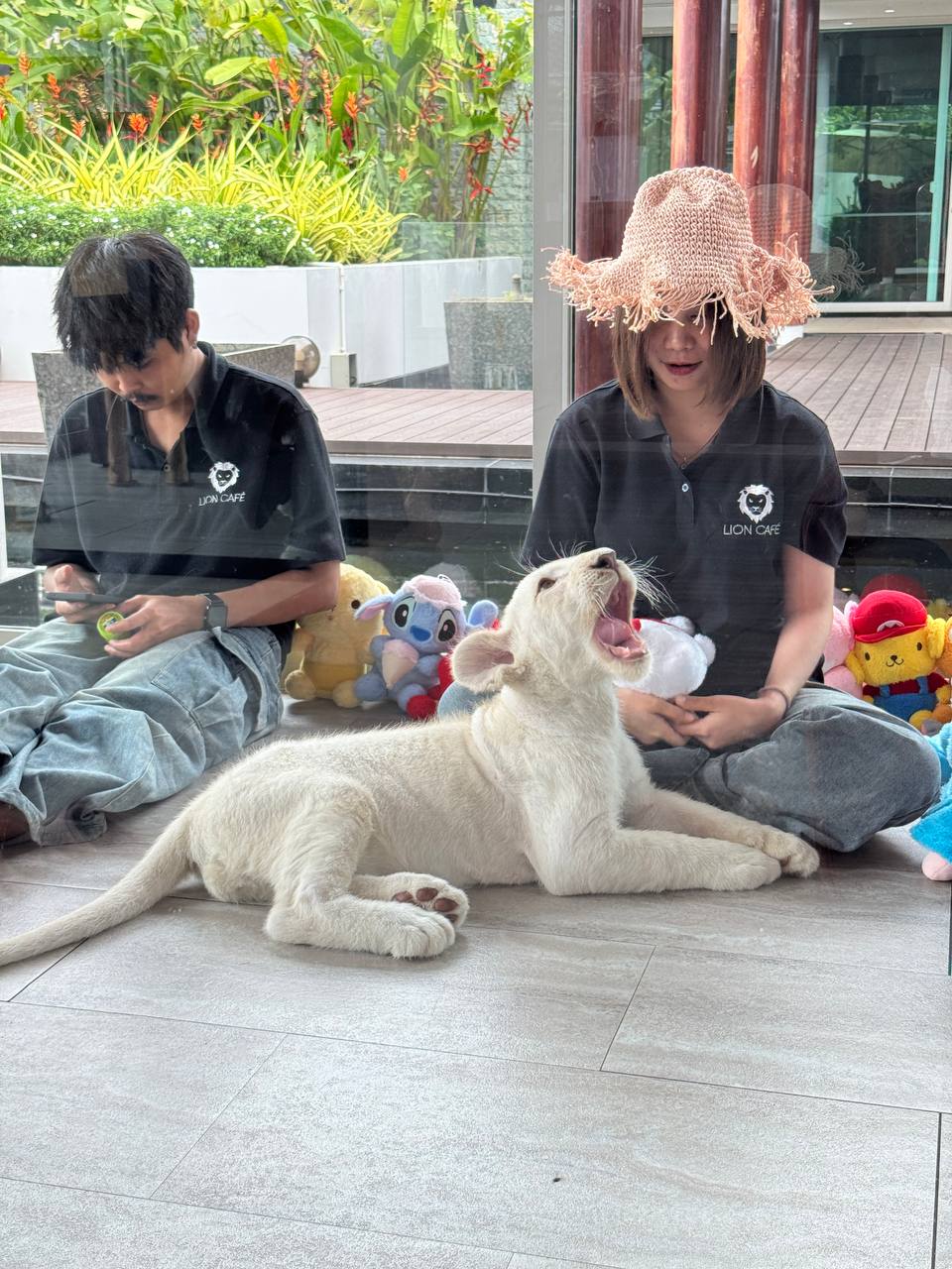 Встреча со львенком и кафе