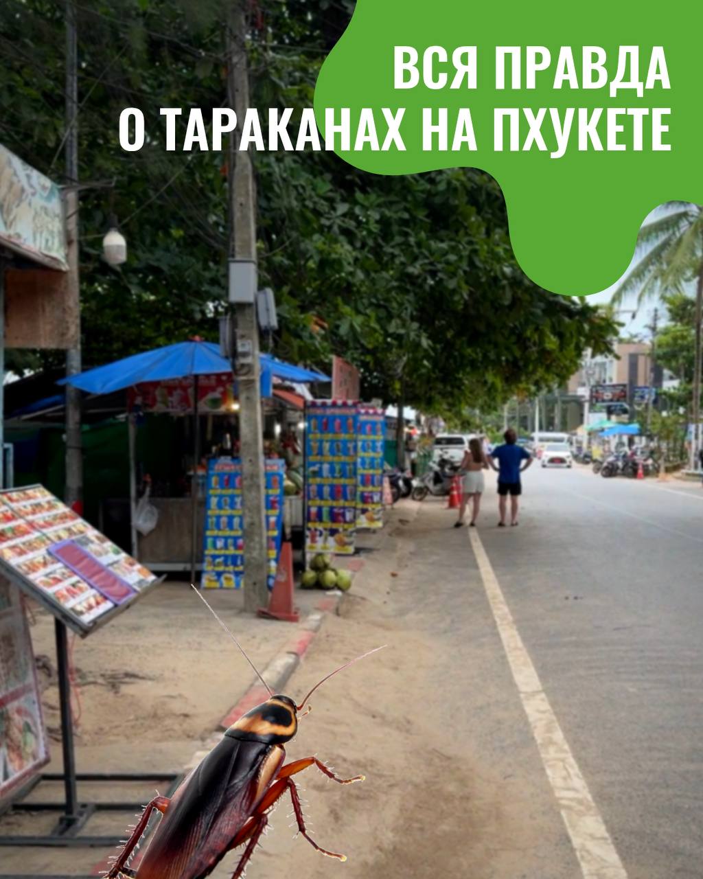 Опасность американских тараканов