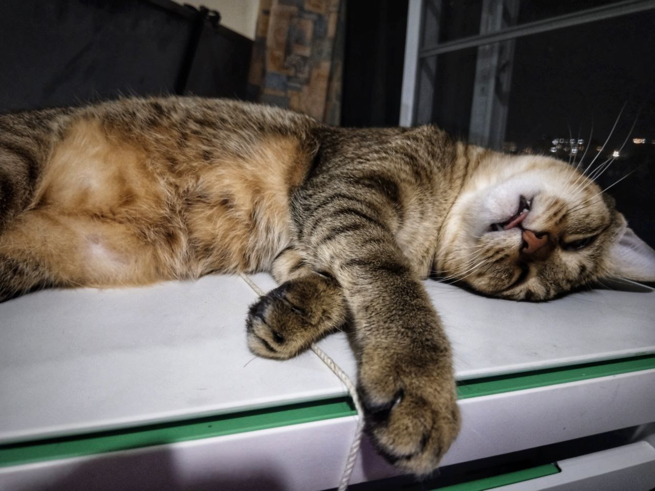 История котёнка с парковки