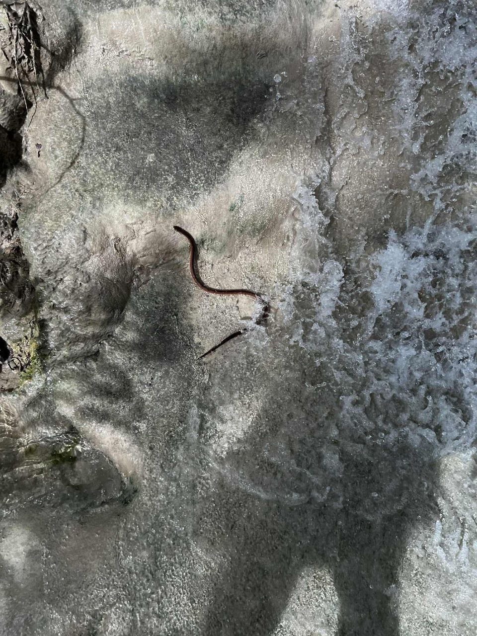 Опасности на природе Чиангмая