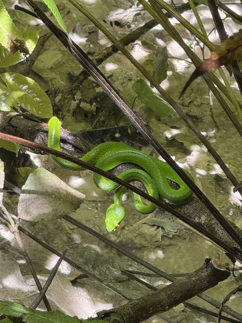 Опасности на природе Чиангмая