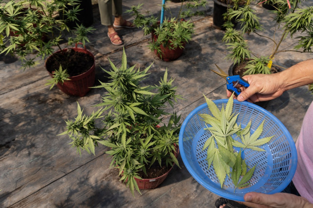 Изменения в законодательстве Таиланда по каннабису