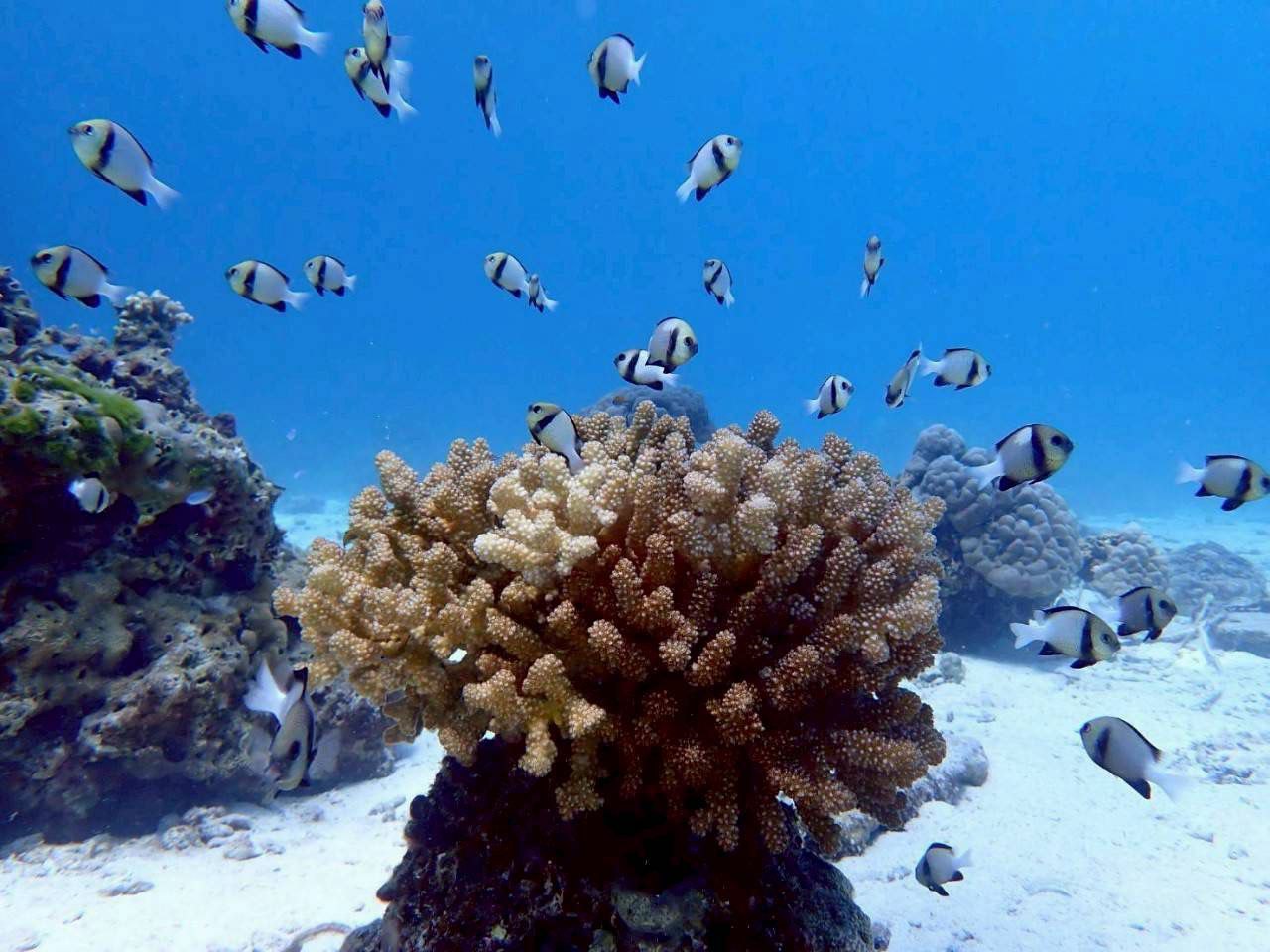 Экскурсия на острова Корал и Рача