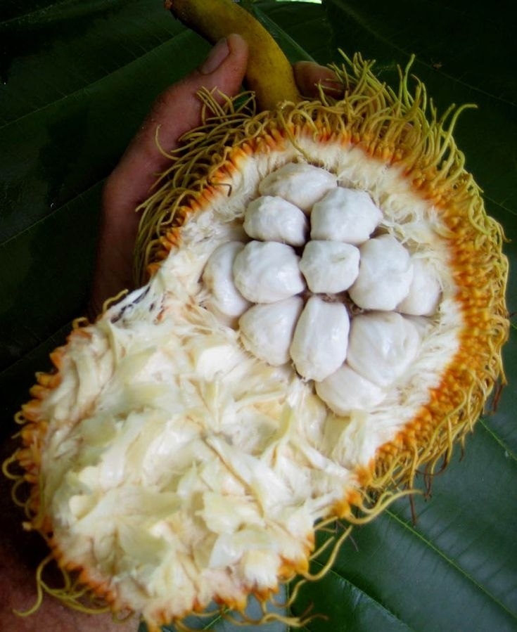 Педалай: пушистый фрукт из Азии