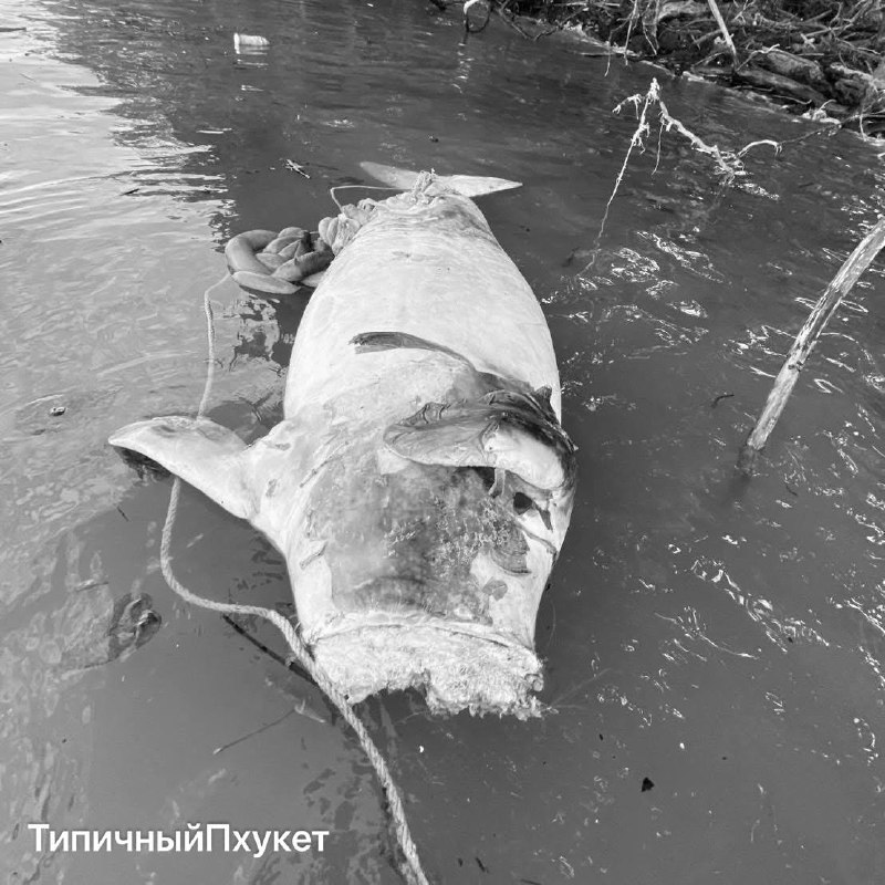 Трагедия в море: погиб дюгонь