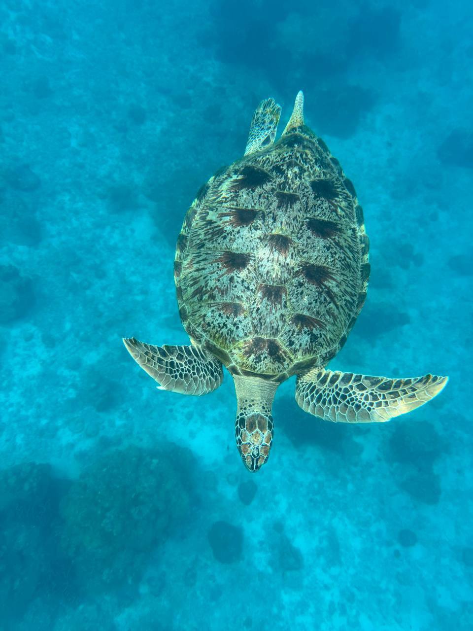 Сезон поездок на Симиланские острова