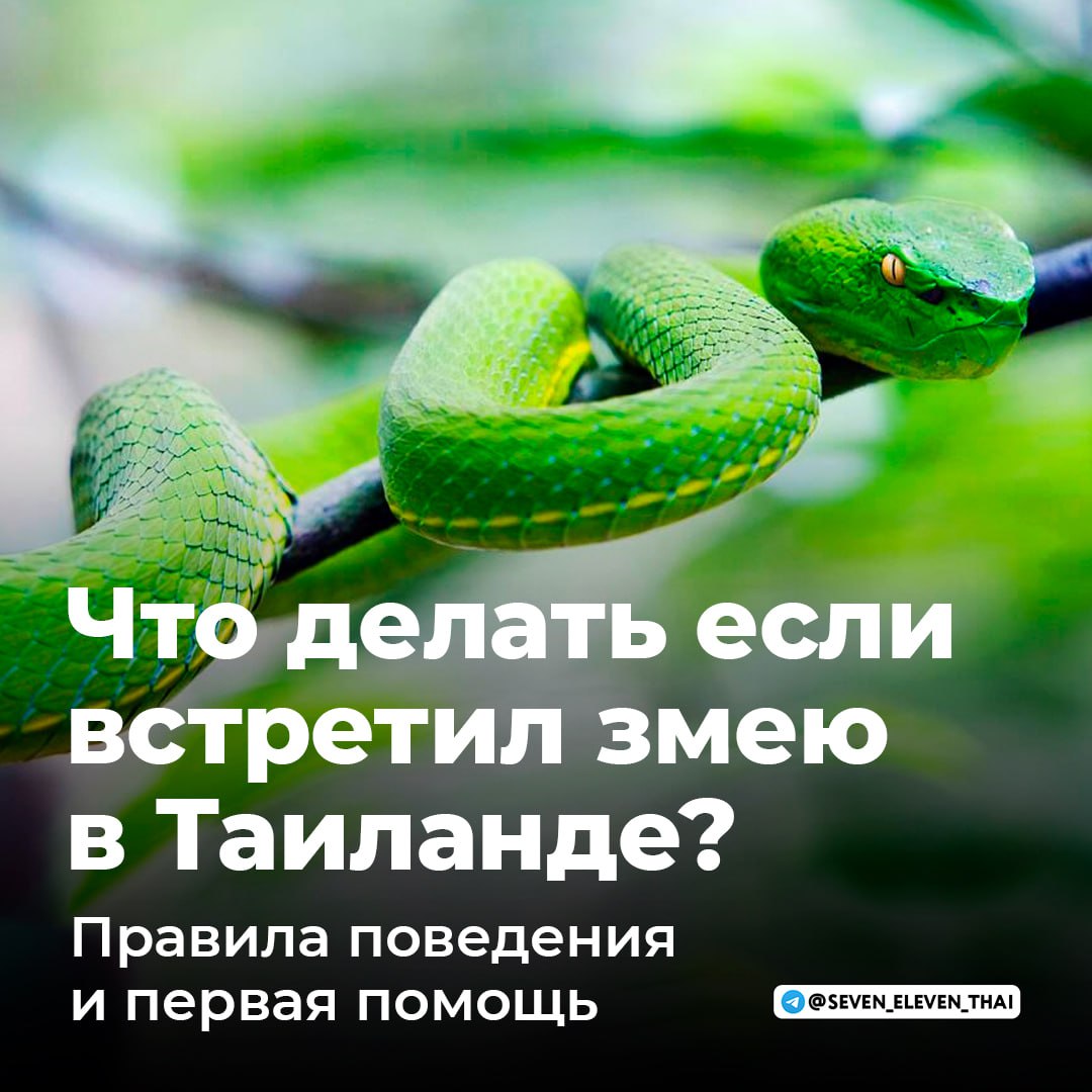 Что делать при встрече с змеёй в Таиланде