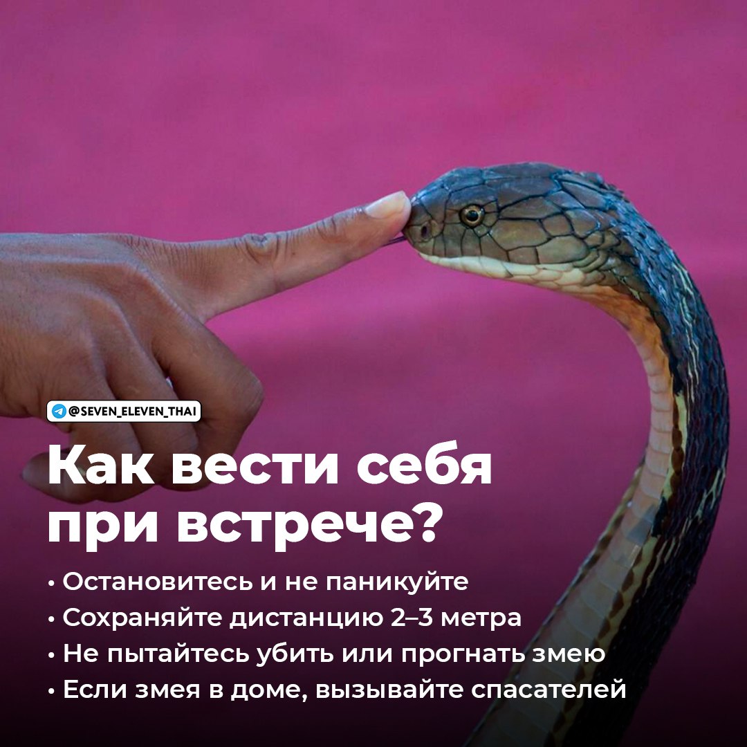 Что делать при встрече с змеёй в Таиланде