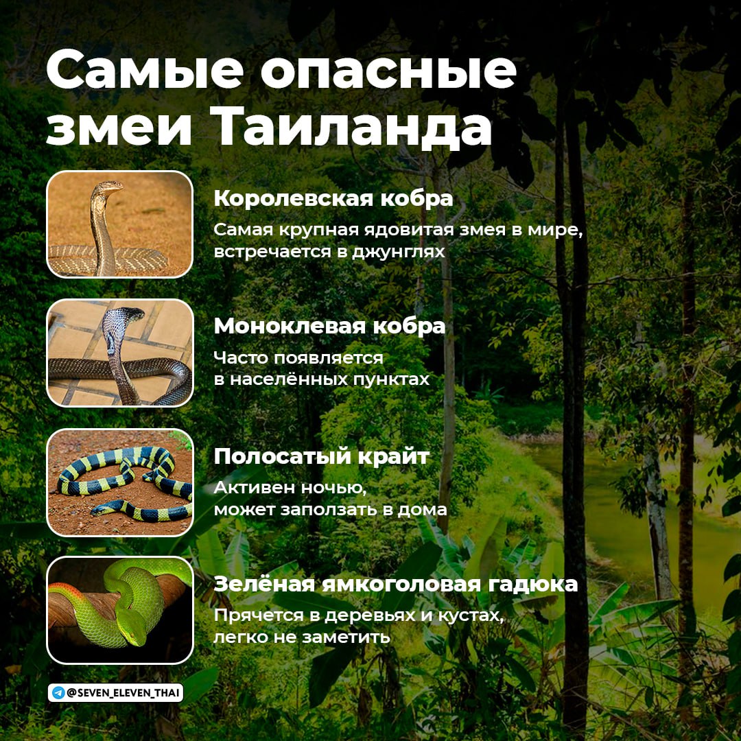 Что делать при встрече с змеёй в Таиланде