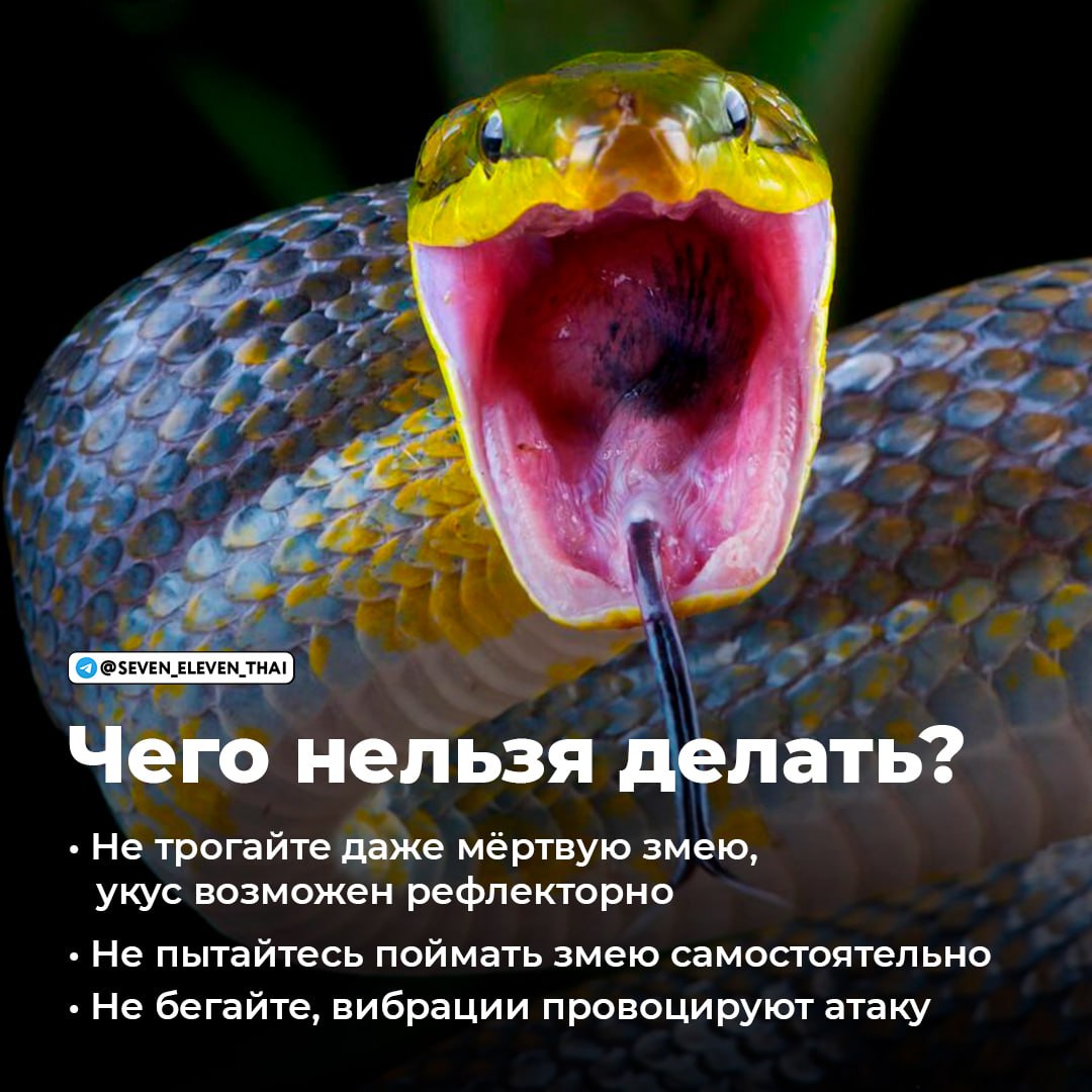 Что делать при встрече с змеёй в Таиланде