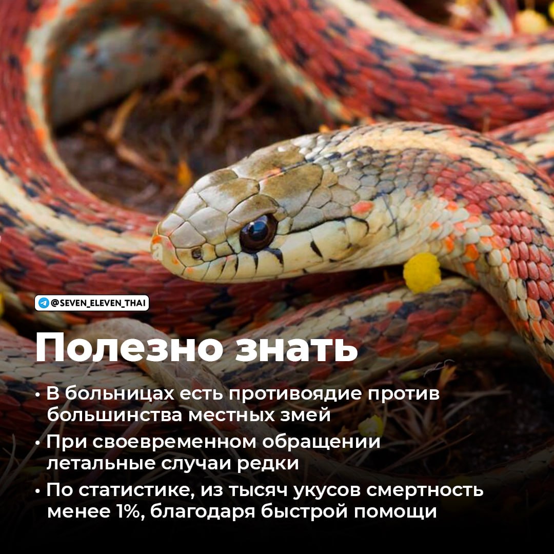 Что делать при встрече с змеёй в Таиланде