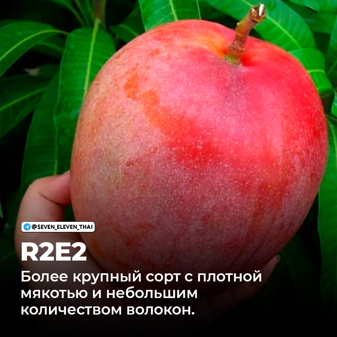 Манго в Таиланде: популярные сорта