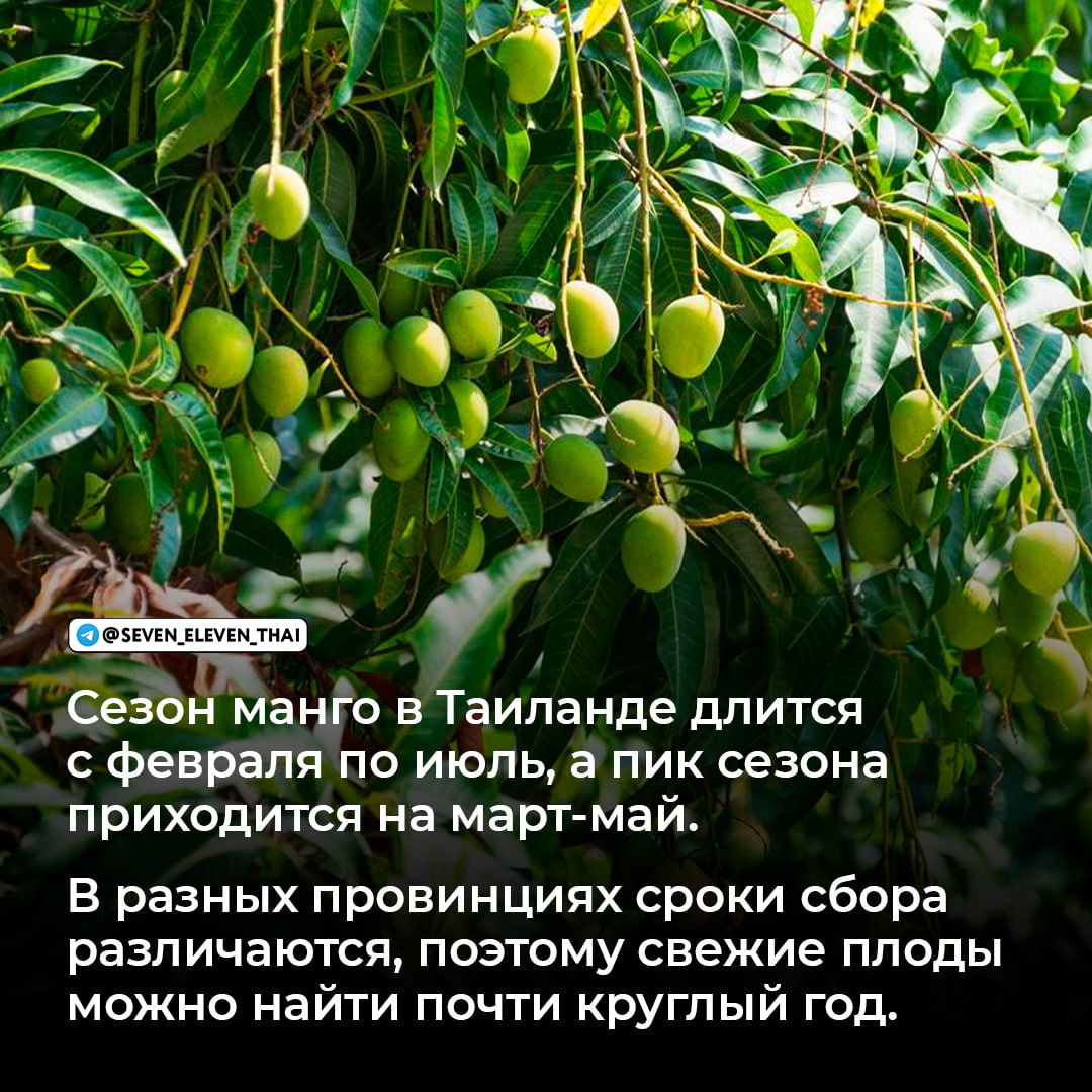 Манго в Таиланде: популярные сорта