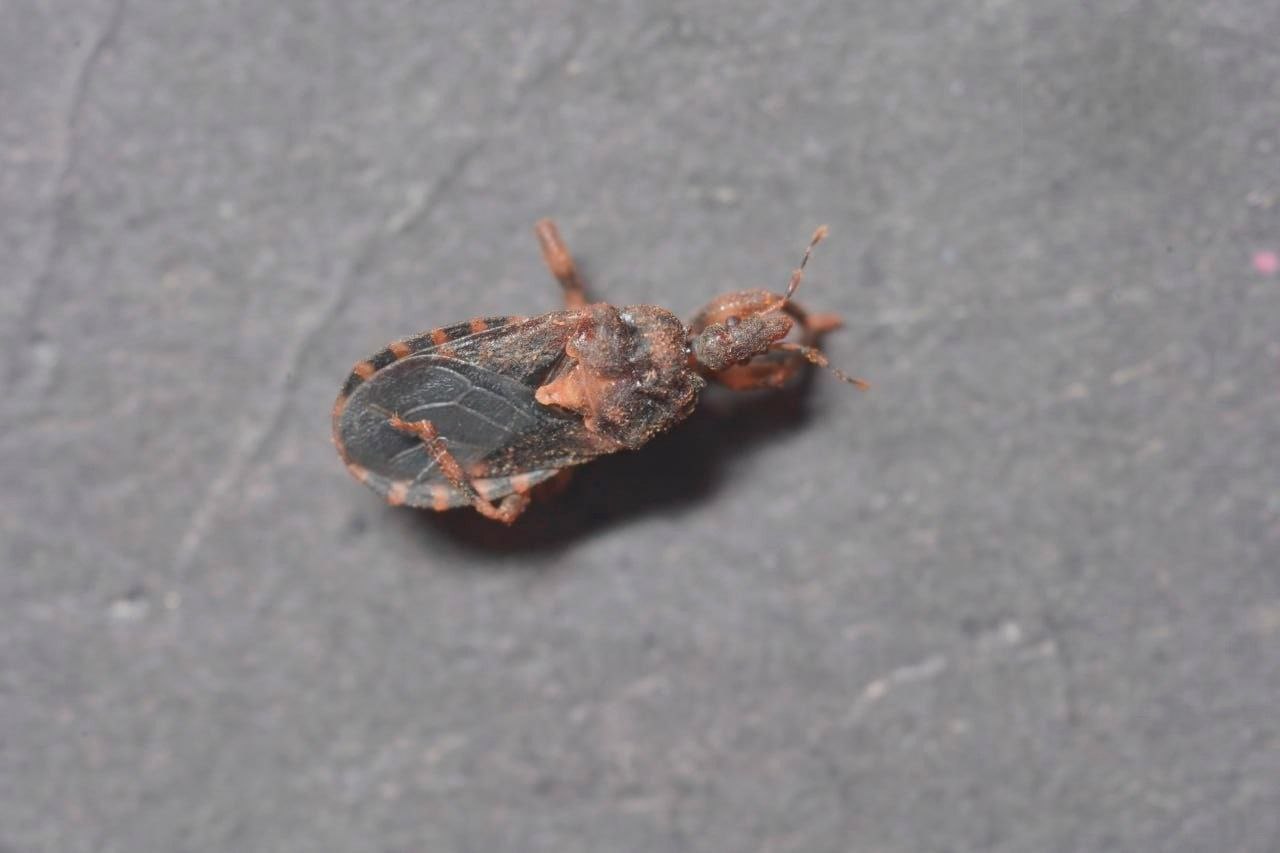 Укус клопа-поцелуя смерти в Паттайе