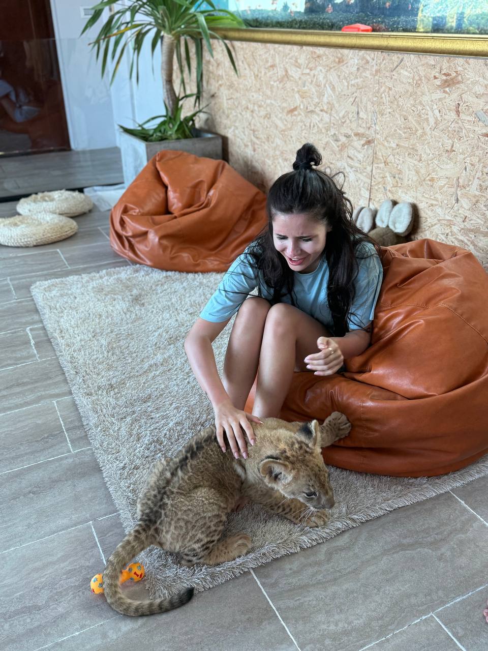 Уникальное кафе со львятами на Пхукете