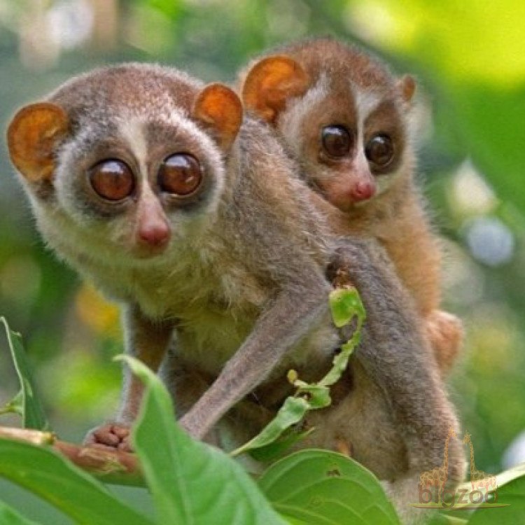 Загадочный и опасный лори