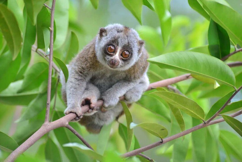 Загадочный и опасный лори