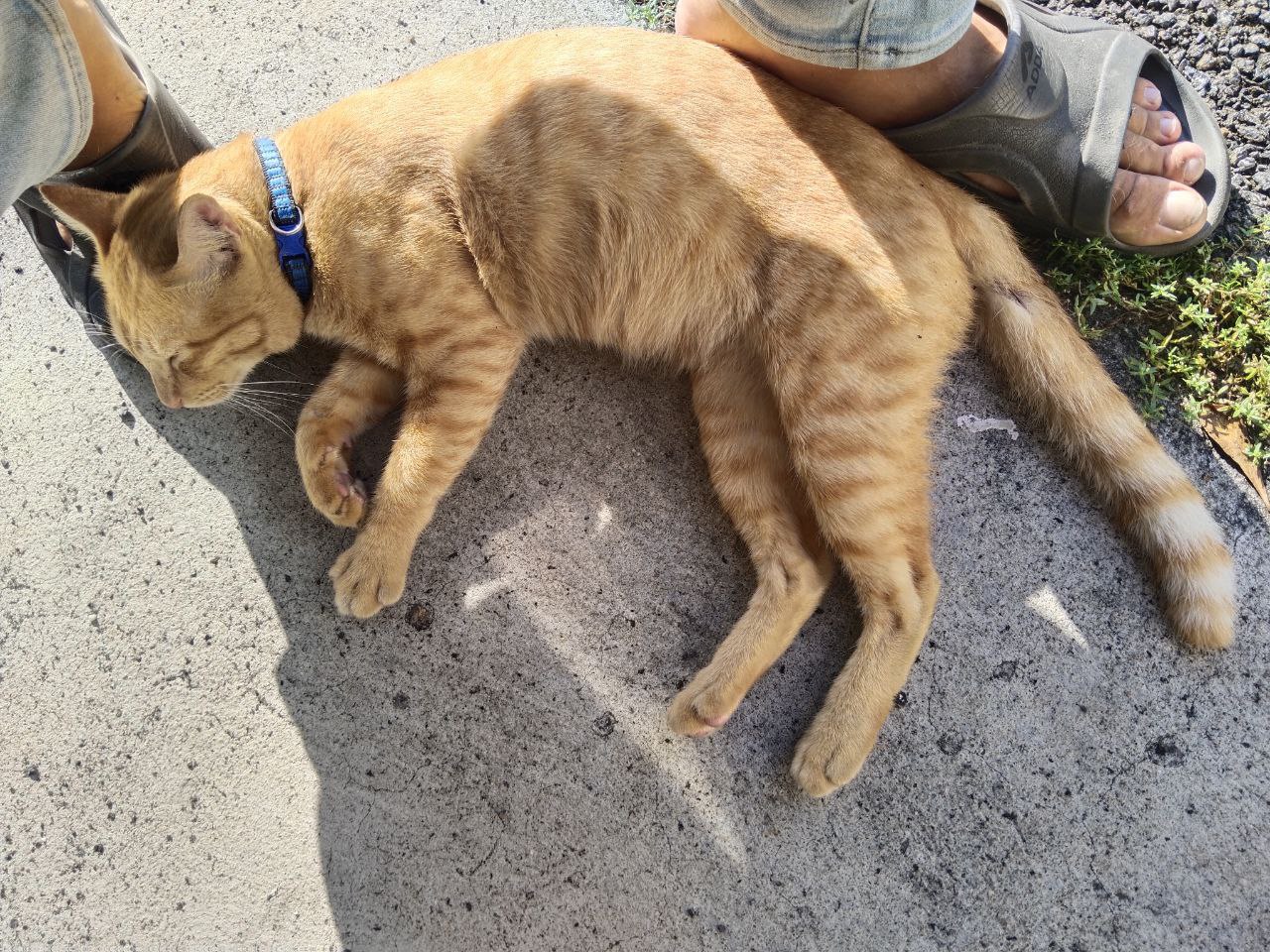Спасение рыжего кота