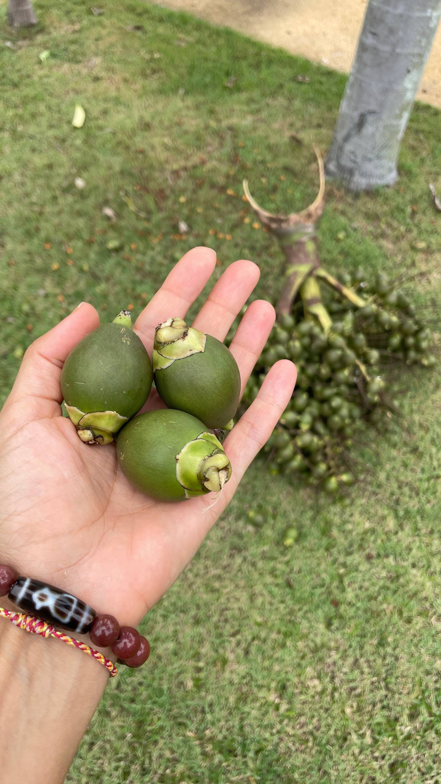 Бетельевая пальма в Азии