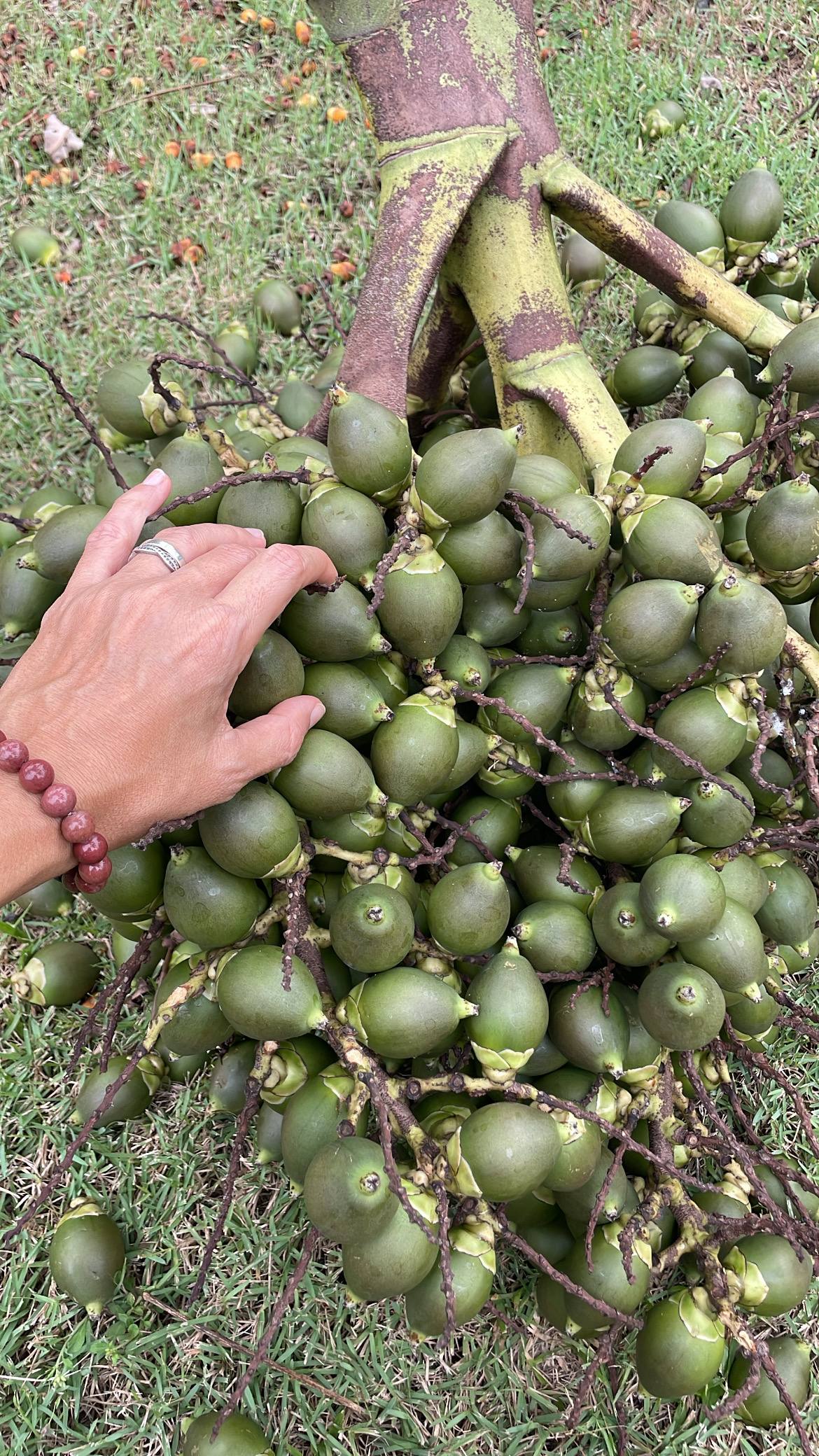 Бетельевая пальма в Азии