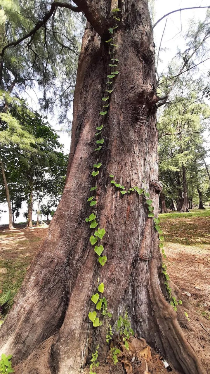 Парк Сиринат на Пхукете
