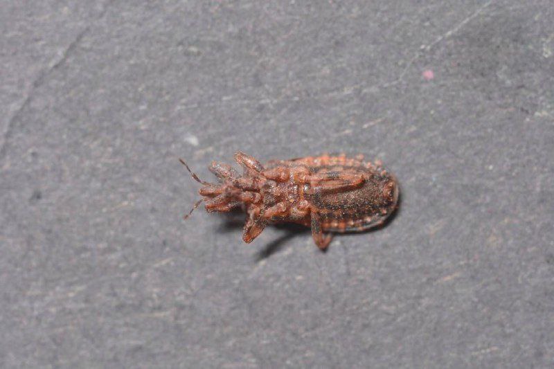 Смертельный укус клопа в Паттайе