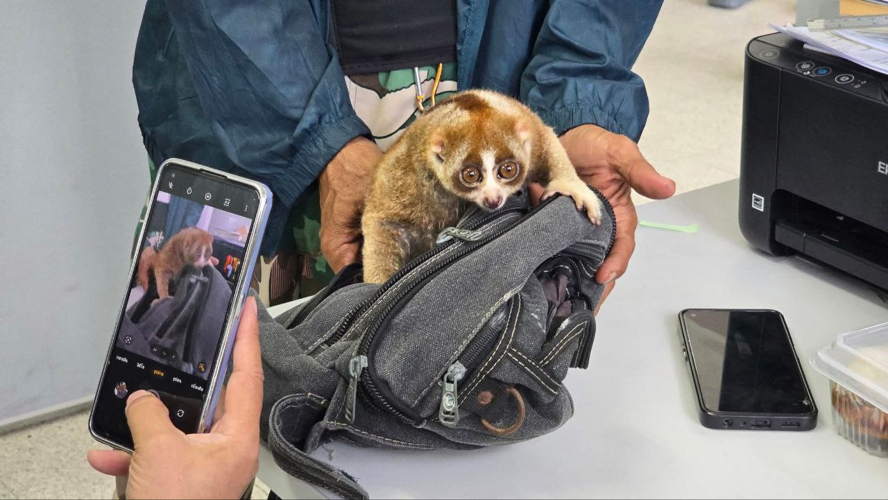 Незаконная торговля лори на Пхукете