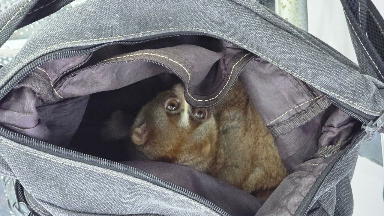 Незаконная торговля лори на Пхукете