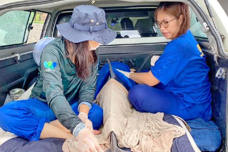 Спасение дельфина на Пхукете