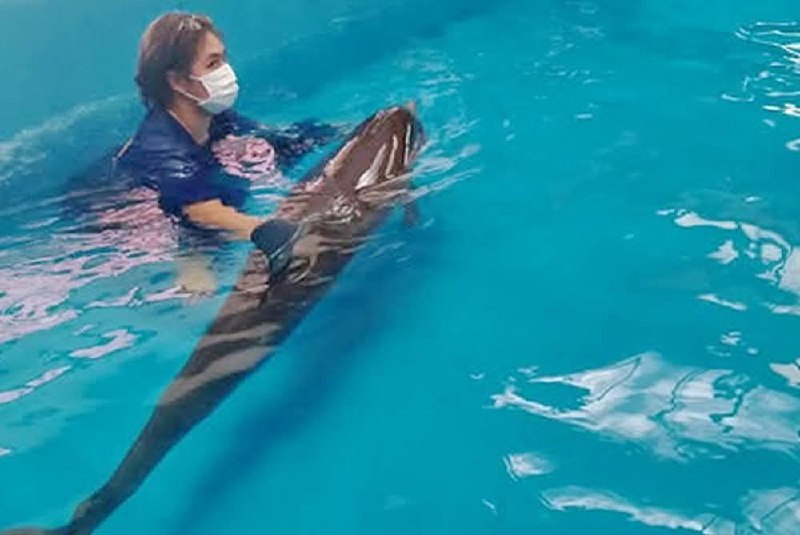 Спасение дельфина на Пхукете