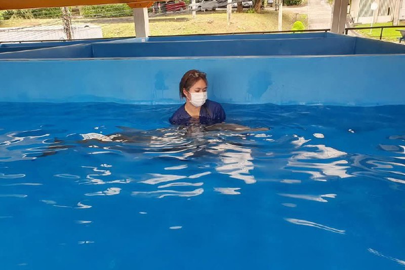 Спасение дельфина на Пхукете