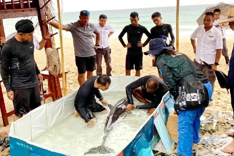 Спасение дельфина на Пхукете