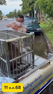 Возвращение макака на Пхукете