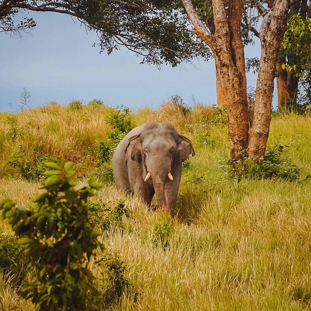 Путешествие в национальный парк Кхао Яй