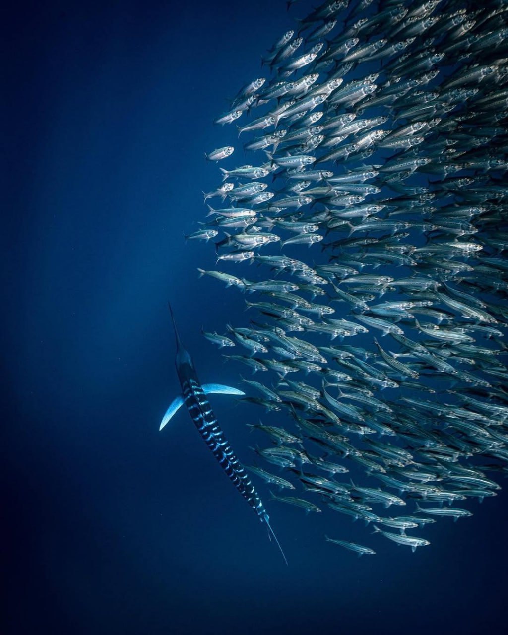 Полосатый марлин: хищник океана