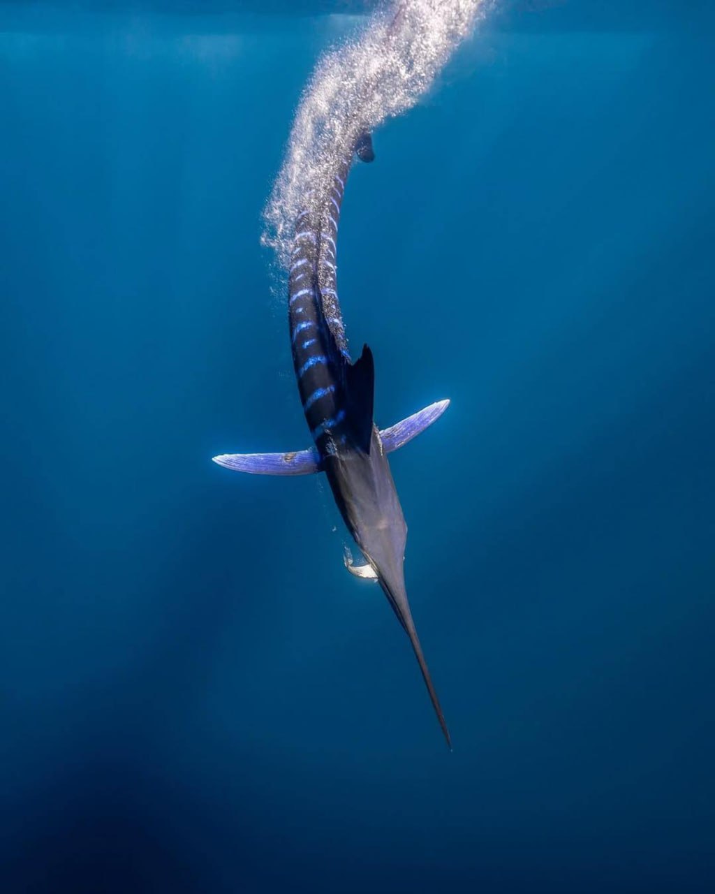 Полосатый марлин: хищник океана